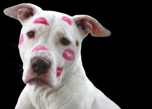 valentin napi állatos képek, pitbull