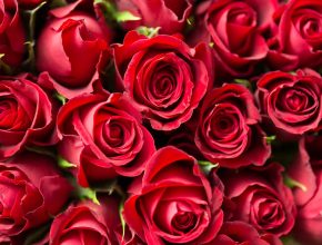 valentinnap