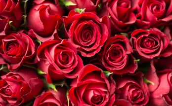 valentinnap